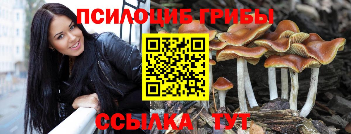 где купить   Вход с VPN  Губкин  Галлюциногенные грибы MAGIC MUSHROOMS 