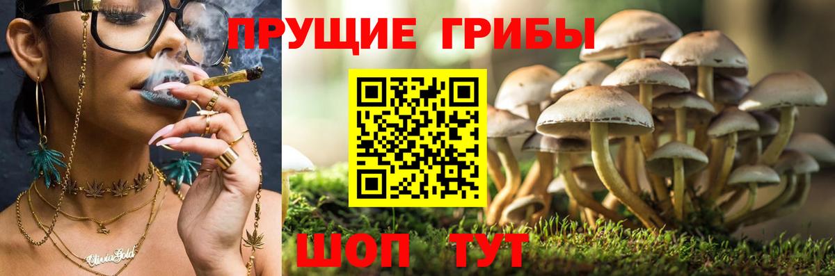 Галлюциногенные грибы Cubensis  Галлюциногенные грибы GOLDEN TEACHER  Губкин 